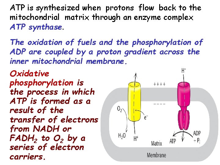 ATP is synthesized when protons flow back to the mitochondrial matrix through an enzyme