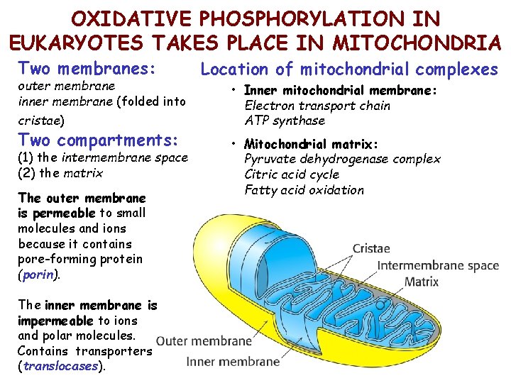 OXIDATIVE PHOSPHORYLATION IN EUKARYOTES TAKES PLACE IN MITOCHONDRIA Two membranes: outer membrane inner membrane