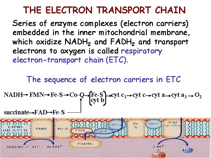 THE ELECTRON TRANSPORT CHAIN Series of enzyme complexes (electron carriers) embedded in the inner
