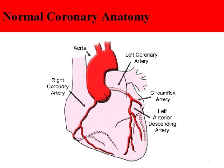 Normal Coronary Anatomy 6 