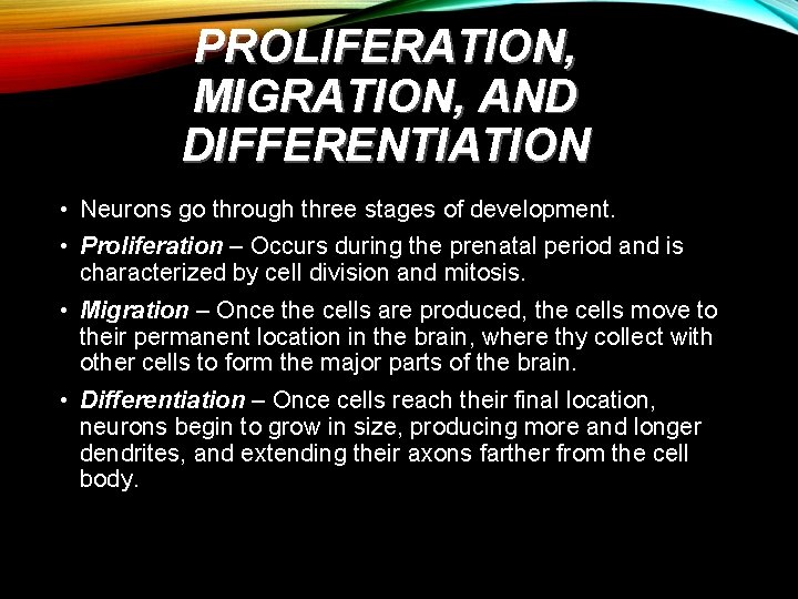 PROLIFERATION, MIGRATION, AND DIFFERENTIATION • Neurons go through three stages of development. • Proliferation