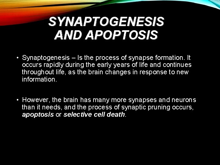 SYNAPTOGENESIS AND APOPTOSIS • Synaptogenesis – Is the process of synapse formation. It occurs