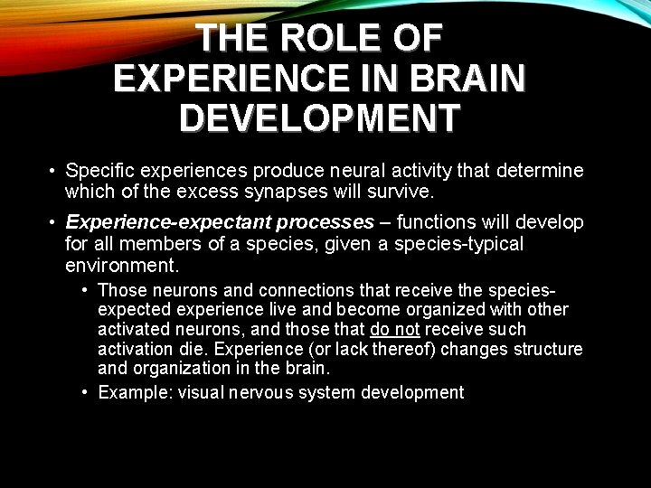 THE ROLE OF EXPERIENCE IN BRAIN DEVELOPMENT • Specific experiences produce neural activity that