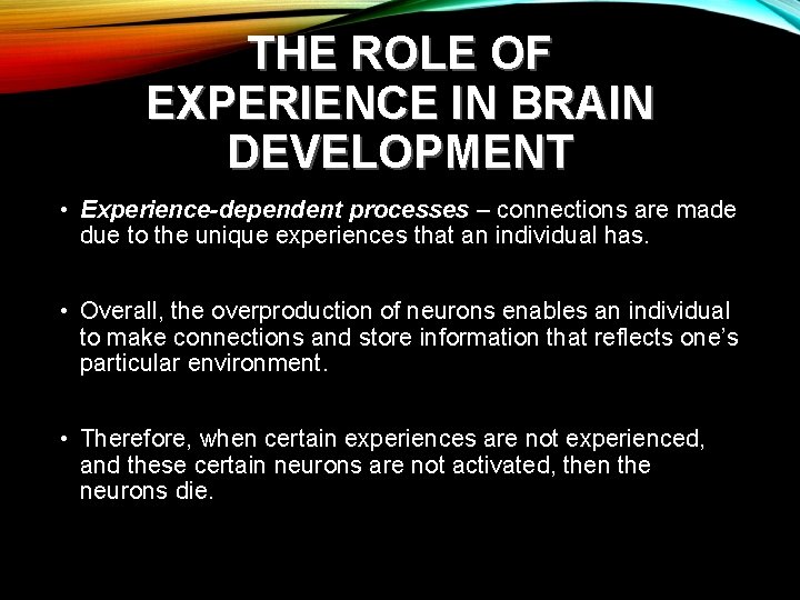 THE ROLE OF EXPERIENCE IN BRAIN DEVELOPMENT • Experience-dependent processes – connections are made