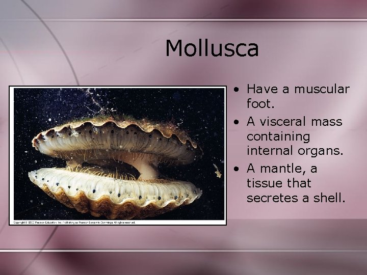 Mollusca • Have a muscular foot. • A visceral mass containing internal organs. • Mollusca • Have a muscular foot. • A visceral mass containing internal organs. •