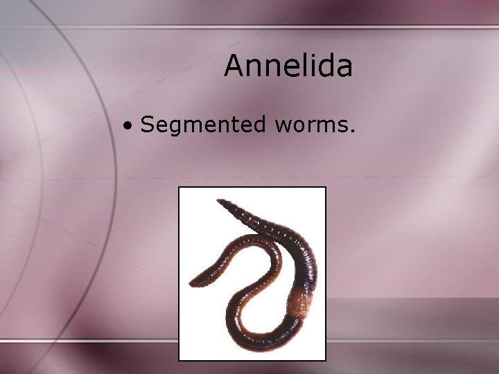 Annelida • Segmented worms. Annelida • Segmented worms.