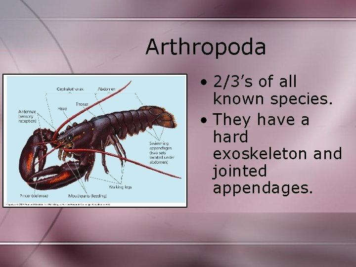 Arthropoda • 2/3’s of all known species. • They have a hard exoskeleton and Arthropoda • 2/3’s of all known species. • They have a hard exoskeleton and