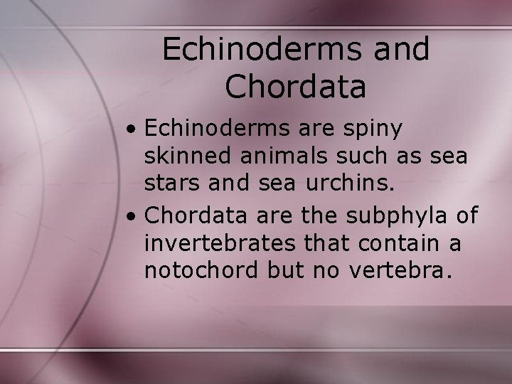 Echinoderms and Chordata • Echinoderms are spiny skinned animals such as sea stars and Echinoderms and Chordata • Echinoderms are spiny skinned animals such as sea stars and
