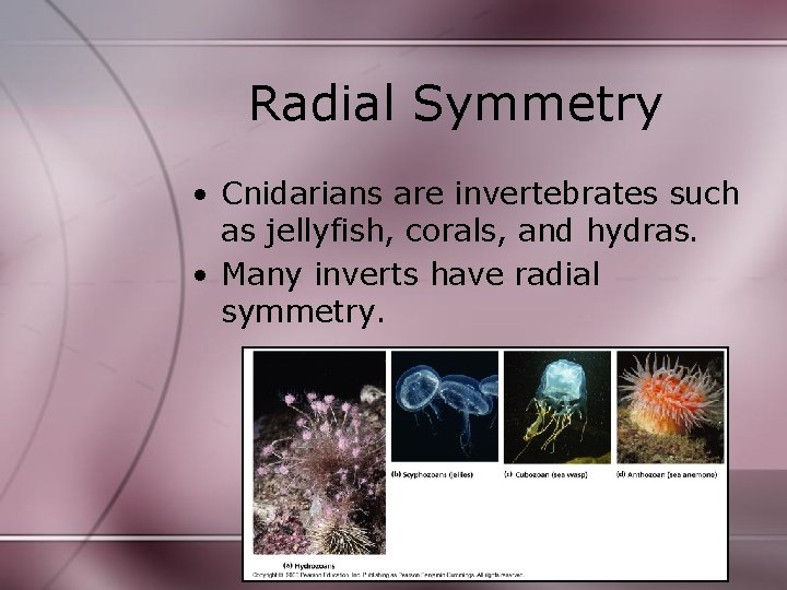Radial Symmetry • Cnidarians are invertebrates such as jellyfish, corals, and hydras. • Many Radial Symmetry • Cnidarians are invertebrates such as jellyfish, corals, and hydras. • Many