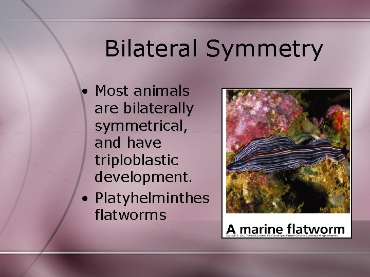 Bilateral Symmetry • Most animals are bilaterally symmetrical, and have triploblastic development. • Platyhelminthes Bilateral Symmetry • Most animals are bilaterally symmetrical, and have triploblastic development. • Platyhelminthes