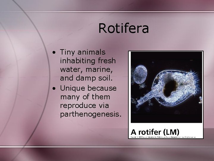 Rotifera • Tiny animals inhabiting fresh water, marine, and damp soil. • Unique because Rotifera • Tiny animals inhabiting fresh water, marine, and damp soil. • Unique because