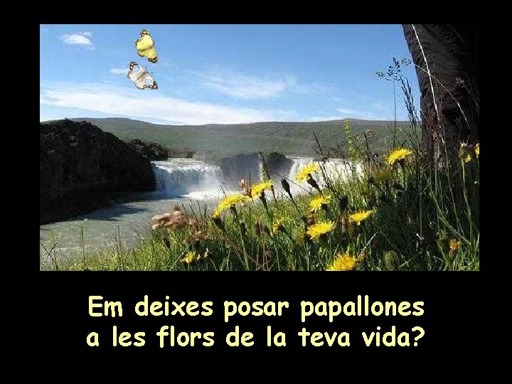 Em deixes posar papallones a les flors de la teva vida? 