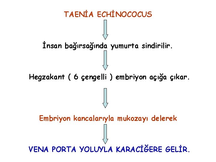 TAENİA ECHİNOCOCUS İnsan bağırsağında yumurta sindirilir. Hegzakant ( 6 çengelli ) embriyon açığa çıkar.