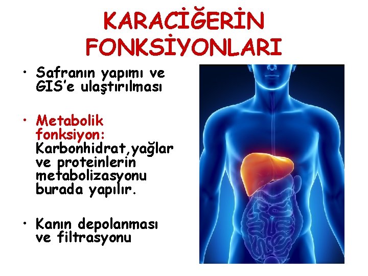 KARACİĞERİN FONKSİYONLARI • Safranın yapımı ve GIS’e ulaştırılması • Metabolik fonksiyon: Karbonhidrat, yağlar ve