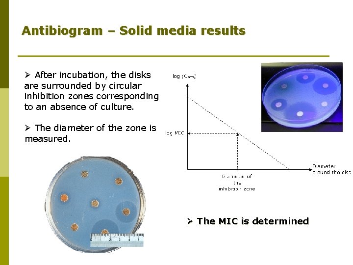 Antibiogram – Solid media results Ø After incubation, the disks are surrounded by circular