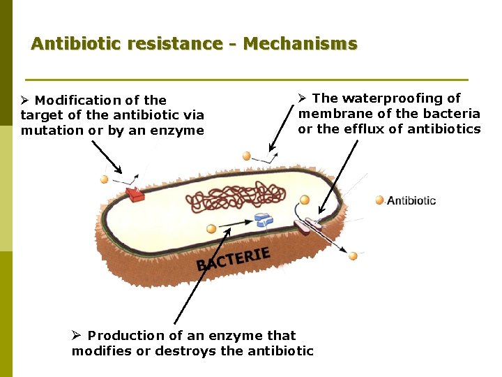 Antibiotic resistance - Mechanisms Ø Modification of the target of the antibiotic via mutation