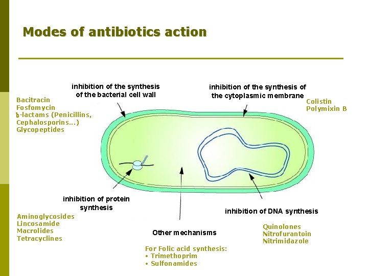 Modes of antibiotics action inhibition of the synthesis of the bacterial cell wall Bacitracin