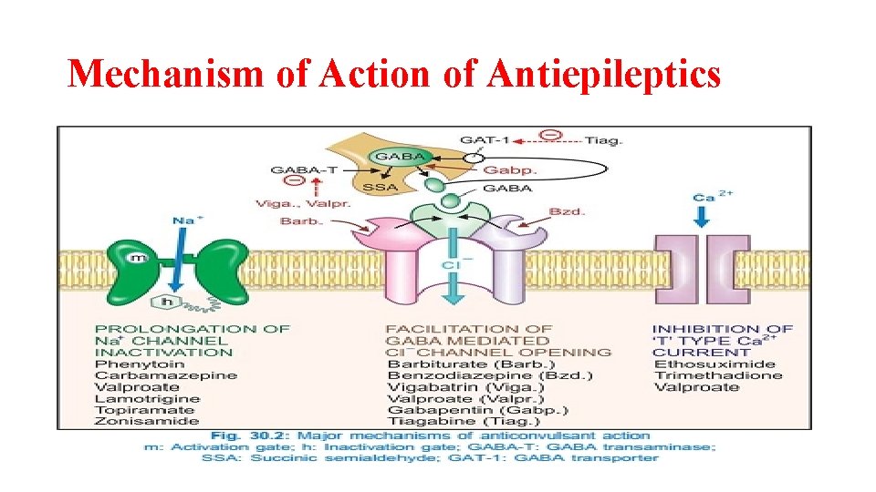 Mechanism of Action of Antiepileptics 
