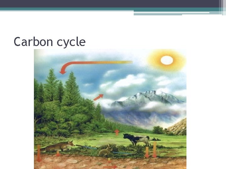 Carbon cycle 