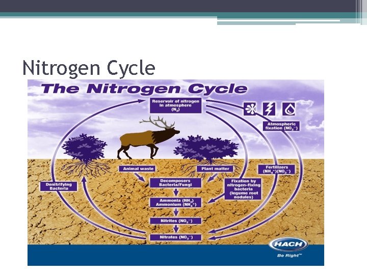 Nitrogen Cycle 