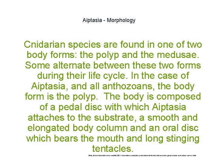 Aiptasia - Morphology 1 Cnidarian species are found in one of two body forms: