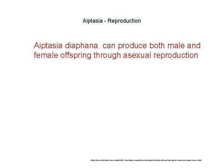 Aiptasia - Reproduction 1 Aiptasia diaphana can produce both male and female offspring through