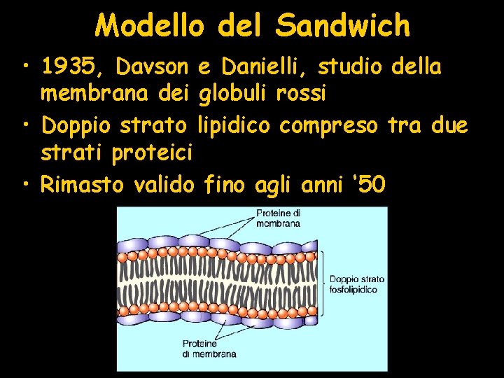 Modello del Sandwich • 1935, Davson e Danielli, studio della membrana dei globuli rossi