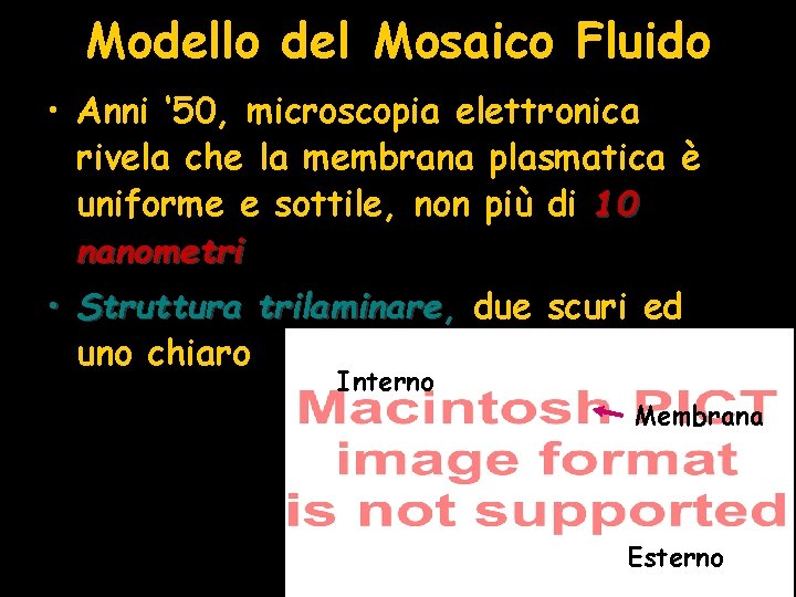 Modello del Mosaico Fluido • Anni ‘ 50, microscopia elettronica rivela che la membrana