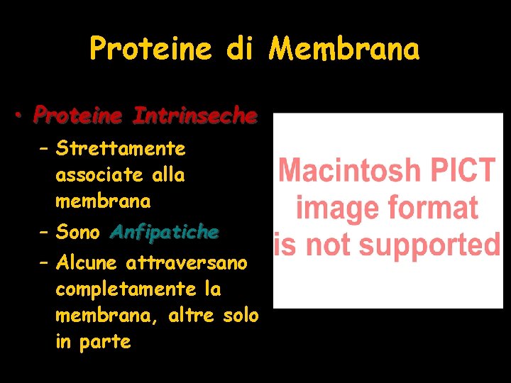 Proteine di Membrana • Proteine Intrinseche – Strettamente associate alla membrana – Sono Anfipatiche