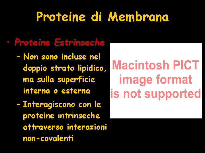 Proteine di Membrana • Proteine Estrinseche – Non sono incluse nel doppio strato lipidico,