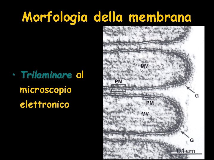 Morfologia della membrana • Trilaminare al microscopio elettronico 