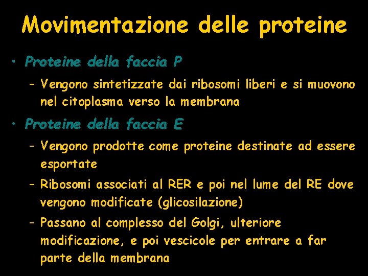 Movimentazione delle proteine • Proteine della faccia P – Vengono sintetizzate dai ribosomi liberi