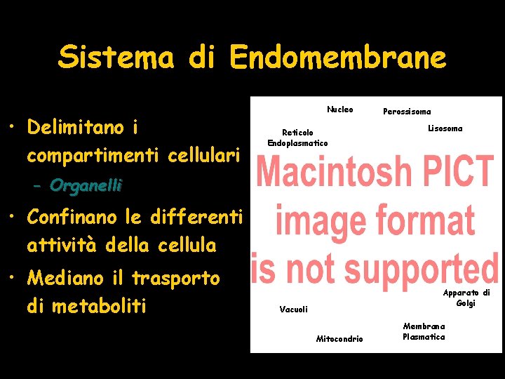 Sistema di Endomembrane • Delimitano i compartimenti cellulari Nucleo Reticolo Endoplasmatico Perossisoma Lisosoma –