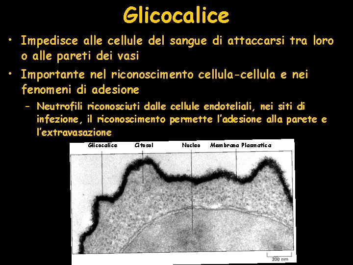 Glicocalice • Impedisce alle cellule del sangue di attaccarsi tra loro o alle pareti