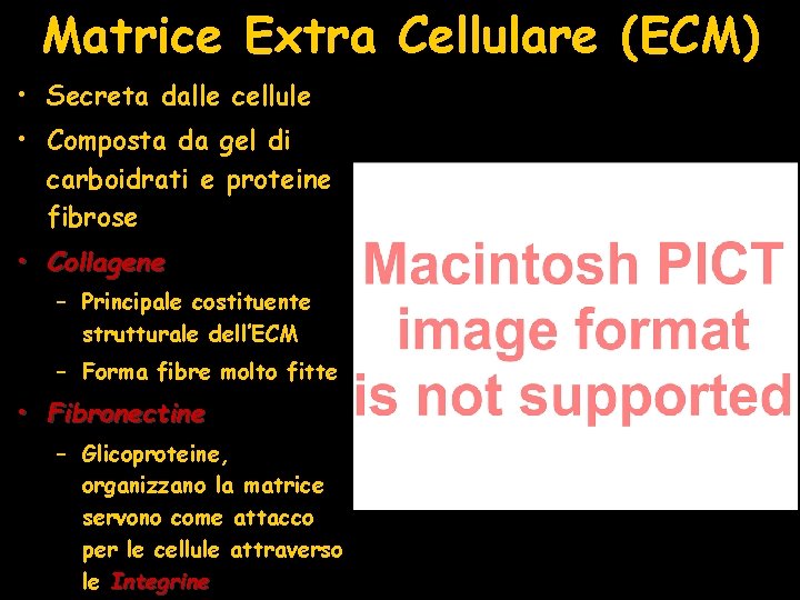 Matrice Extra Cellulare (ECM) • Secreta dalle cellule • Composta da gel di carboidrati