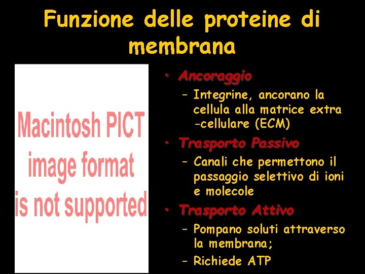 Funzione delle proteine di membrana • Ancoraggio – Integrine, ancorano la cellula alla matrice