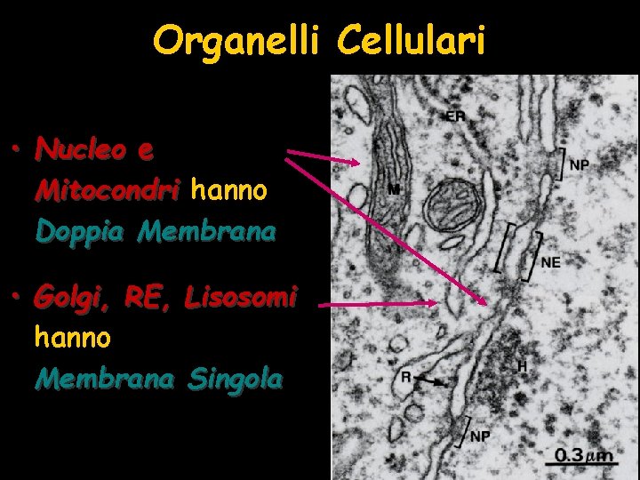 Organelli Cellulari • Nucleo e Mitocondri hanno Doppia Membrana • Golgi, RE, Lisosomi hanno