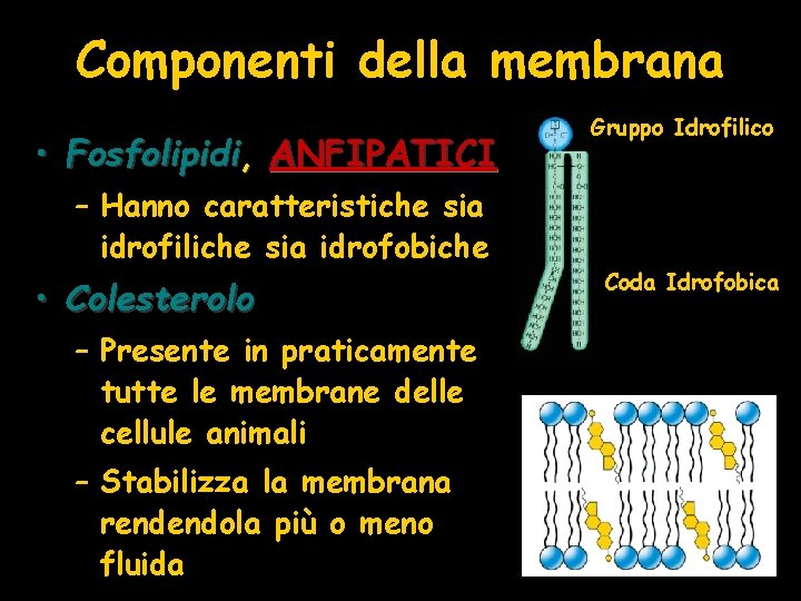 Componenti della membrana • Fosfolipidi, ANFIPATICI – Hanno caratteristiche sia idrofiliche sia idrofobiche •