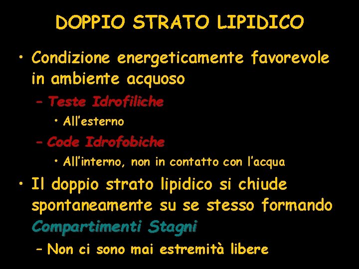 DOPPIO STRATO LIPIDICO • Condizione energeticamente favorevole in ambiente acquoso – Teste Idrofiliche •