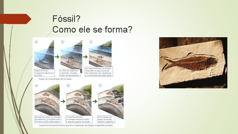 Fóssil? Como ele se forma? 