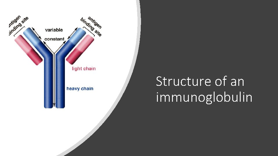 Structure of an immunoglobulin 