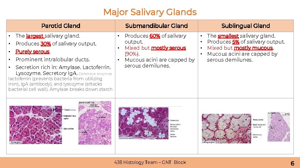 Major Salivary Glands Parotid Gland • The largest salivary gland. • Produces 30% of
