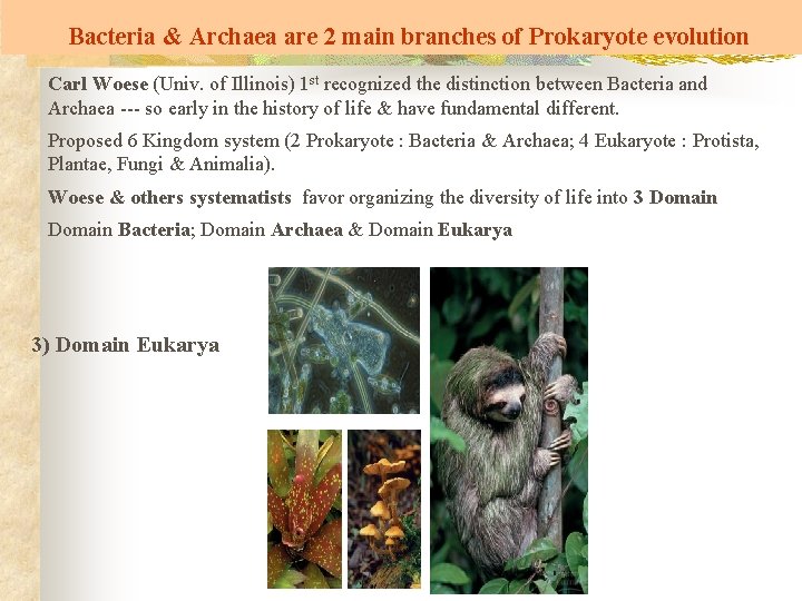 Bacteria & Archaea are 2 main branches of Prokaryote evolution Carl Woese (Univ. of