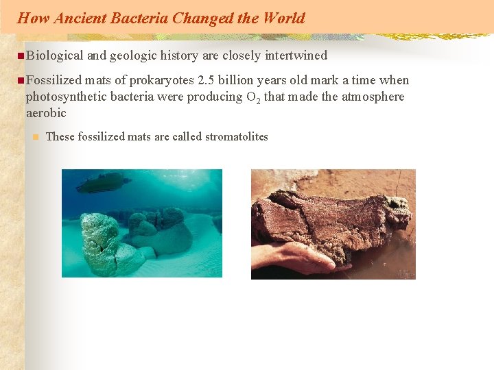 How Ancient Bacteria Changed the World n Biological and geologic history are closely intertwined