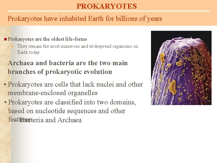 PROKARYOTES Prokaryotes have inhabited Earth for billions of years n Prokaryotes n are the