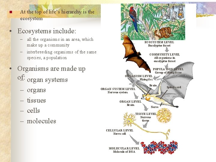 n At the top of life’s hierarchy is the ecosystem • Ecosystems include: –