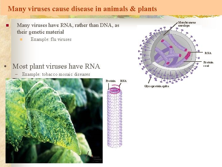 Many viruses cause disease in animals & plants n Membranous envelope Many viruses have