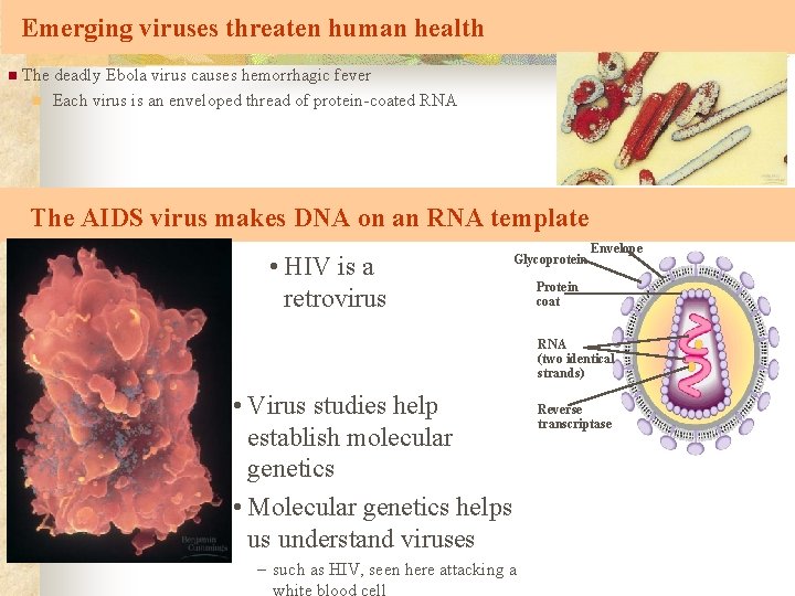 Emerging viruses threaten human health n The deadly Ebola virus causes hemorrhagic fever n