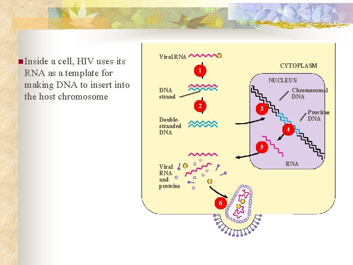 n Inside a cell, HIV uses its RNA as a template for making DNA