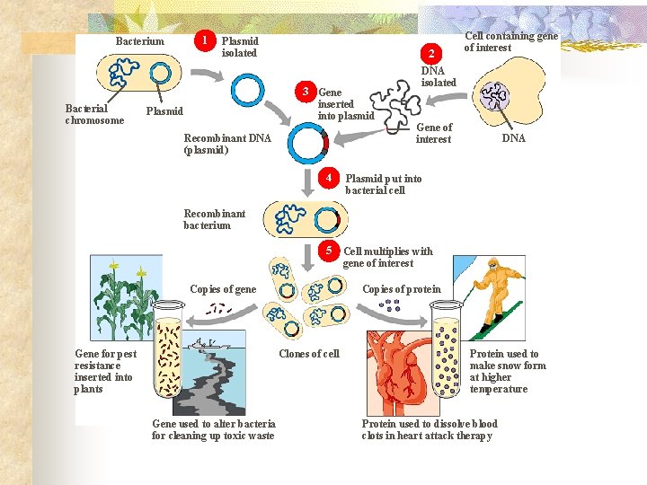 Bacterium 1 Plasmid isolated 2 DNA isolated 3 Gene Bacterial chromosome Cell containing gene